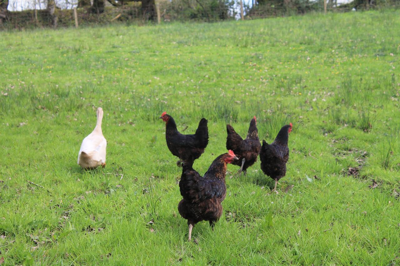 Meadowland Farm Bed and Breakfast Dolton Εξωτερικό φωτογραφία